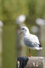 Black-headed Gull