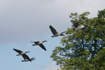 Canada Goose