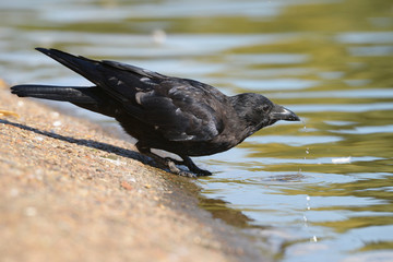 Carrion Crow, Corvus corone