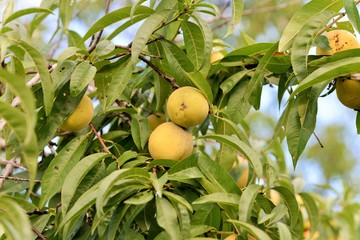 Organic peaches