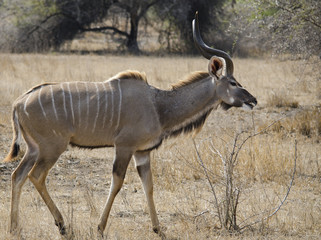 Kudu in Sudafrica