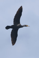 Cormorant, Phalacrocorax carbo