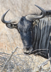 Primo piano di uno gnu