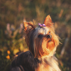 Puppy yorkshire terrier outdoor.