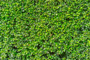 Green fresh nature fence background.