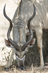 Primo piano delle corna di un Kudu
