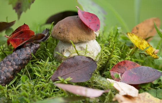 Белый гриб и осенние листья