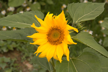 Sunflower head with bug