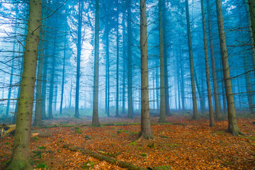 Mystischer Wald im nebel in blau und orange © wsf-f