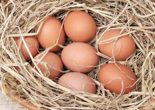 Eggs/Basket with eggs in straw