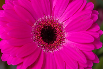 pink  gerbera Daisies closeup with shallow depth of field.