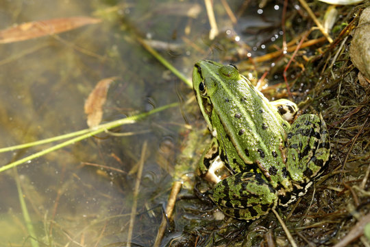 Gr&uuml;nfrosch
