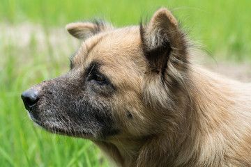 Dogs face on the background of the field.