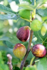 Figs