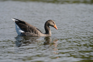 Greylag Goose, Anser anser