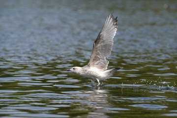 European Herring Gull