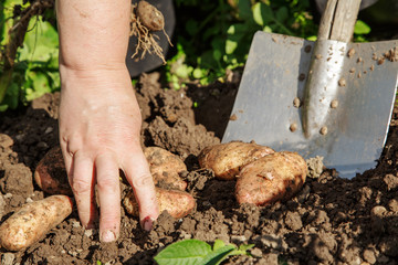 Digging up potatoes