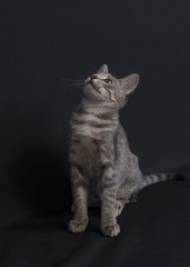 Obraz premium Kitten on dark