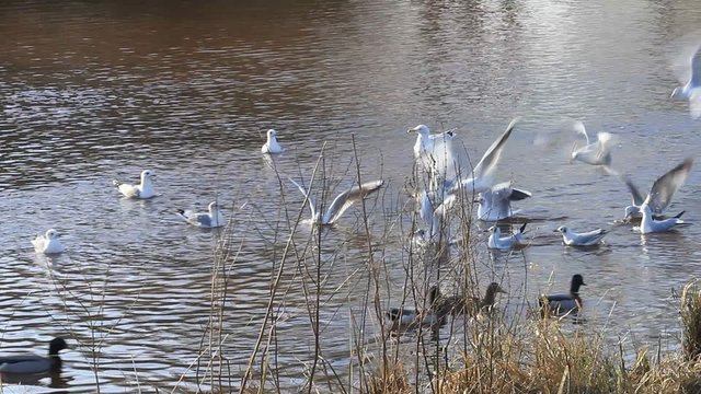 Ducks and seagulls at a river bank, nature 

