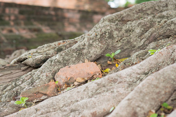 Bricks old in tree roots.