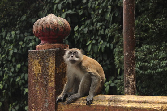 Monkey stearing upwords, in Malasya. 