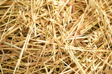 Hay straw in the field