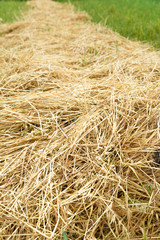 Hay straw in the field