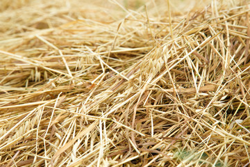 Hay straw in the field