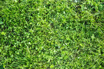 Green weed grass background