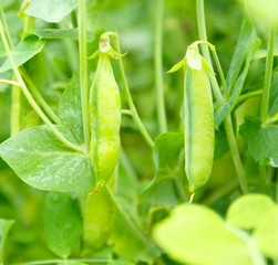 Obraz premium Fresh ripe pea pods