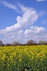Obraz premium Landschaft bei Zeuckritz