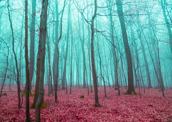 Mystischer Wald in rot und türkis © wsf-f