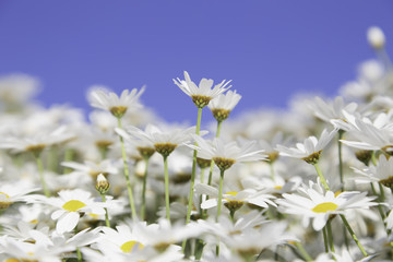 White flowers