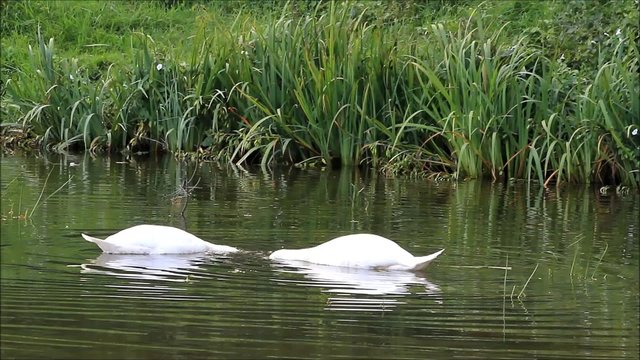 Two swans swimming in the lake and searching fodder 
