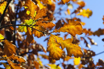 Fototapeta na wymiar Yellow oak leaves