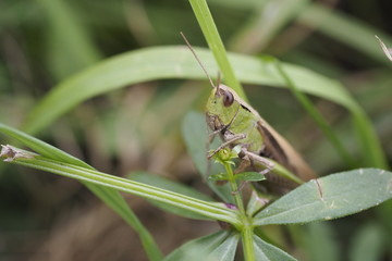 Grashüpfer