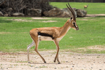 Naklejka na ściany i meble thomson's gazelle walking on the field