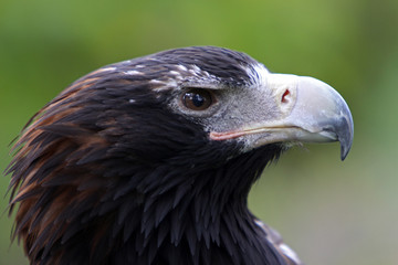 Keilschwanzadler