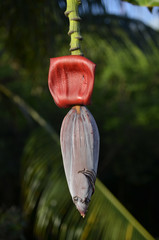 Wild Banana Blossom Flower