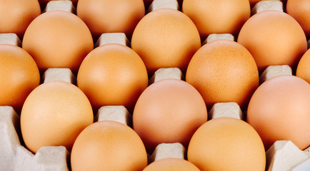 Chicken Egg on a white background