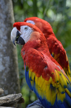 Portrait of Two Scarlet Macaws