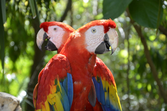 Fototapeta Pair of Forest Scarlet Macaws