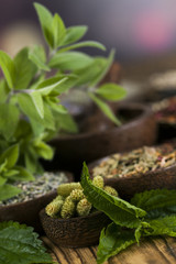 Fresh medicinal herbs on wooden background