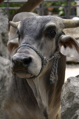 Close-up of Horned Brahman Cow