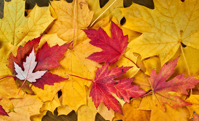 Naklejka na ściany i meble closeup autumn maple leaves as background
