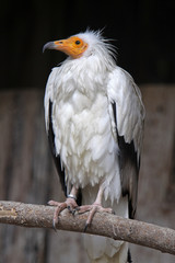 Schmutzgeier