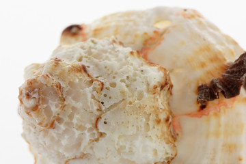 Seashell Close Up