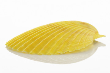 Scallop shell (Pecten Albicans) on White