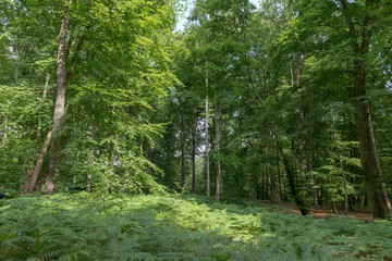 Fototapete bei efototapeten.de bestellen   