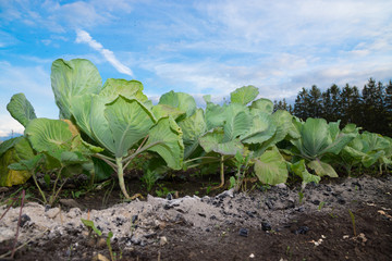 Growing cabbage on soil in the garden.